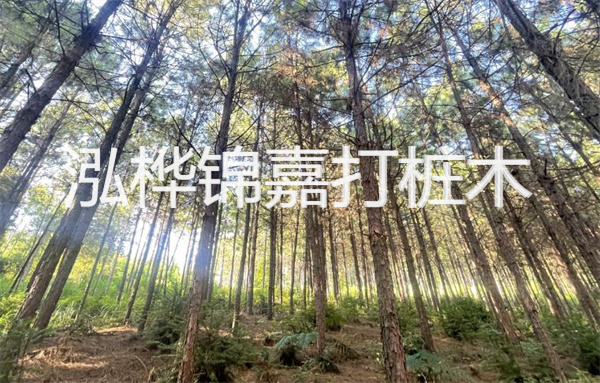 高效松木樁施工方法，打造堅固基礎保障工程